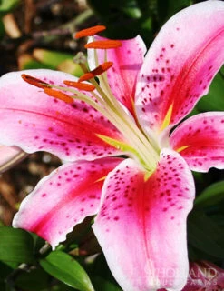 Menu Sunny Perennial & Lily Grab Bag -Gardening Series Store 79247 sunny perennial and lily grab bag 12