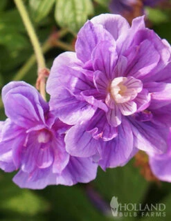 Menu Sunny Perennial & Lily Grab Bag -Gardening Series Store 79247 sunny perennial and lily grab bag 3