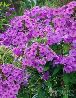 Menu Sunny Perennial & Lily Grab Bag -Gardening Series Store 79247 sunny perennial and lily grab bag 4