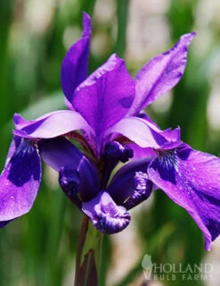 Menu Sunny Perennial & Lily Grab Bag -Gardening Series Store 79247 sunny perennial and lily grab bag 5