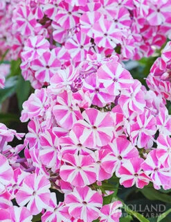 Menu Sunny Perennial & Lily Grab Bag -Gardening Series Store 79247 sunny perennial and lily grab bag 6