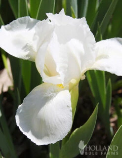 Menu Sunny Perennial & Lily Grab Bag -Gardening Series Store 79247 sunny perennial and lily grab bag 7