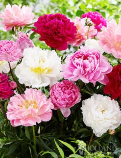 Menu Sunny Perennial & Lily Grab Bag -Gardening Series Store 79247 sunny perennial and lily grab bag 8