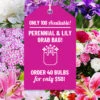 Menu Sunny Perennial & Lily Grab Bag -Gardening Series Store 79247 sunny perennial and lily grab bag new