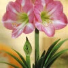 Menu Giant Charming Amaryllis Kit -Gardening Series Store 92110 giant charming amaryllis kit