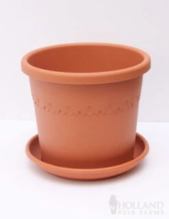 Menu Giant Charming Amaryllis Kit -Gardening Series Store 92110 pot