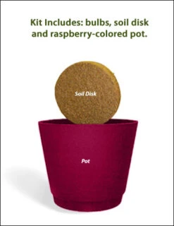 Menu Ziva Paperwhites Gift Box Kit -Gardening Series Store 92132 ziva paperwhites gift box kit 3