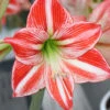 Menu Ambiance Amaryllis -Gardening Series Store 92147 ambiance amaryllis