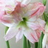Menu Double Record Amaryllis -Gardening Series Store 92153 double record amaryllis 2