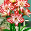 Menu Exotic Peacock Amaryllis -Gardening Series Store 92154 exotic peacock amaryllis