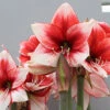 Menu Charisma Amaryllis -Gardening Series Store 92162 charisma amaryllis