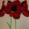 Menu Queen Of Night Amaryllis -Gardening Series Store 92163 queen of night amaryllis