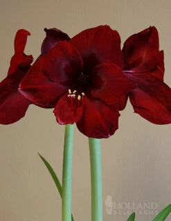 Menu Queen Of Night Amaryllis