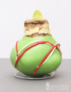 Menu Holiday Waxed Amaryllis Collection (3-Pack) -Gardening Series Store 92164 picasso wax base dipped in house