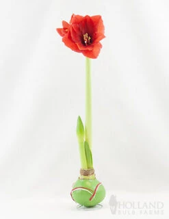 Menu Green Picasso Base Waxed Amaryllis -Gardening Series Store 92164 picasso wax base dipped in house with amaryllis 2 1