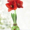 Menu Green Picasso Base Waxed Amaryllis -Gardening Series Store 92164 picasso wax base dipped in house with amaryllis 6 1