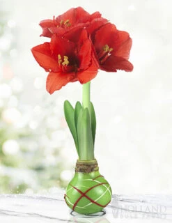 Menu Green Picasso Base Waxed Amaryllis