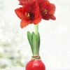 Menu Happiness Waxed Amaryllis -Gardening Series Store 92165 red wax base dipped in house 2 3