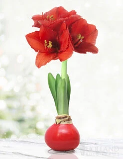 Menu Red Waxed Amaryllis Collection (3-Pack) -Gardening Series Store 92165 red wax base dipped in house 2 4