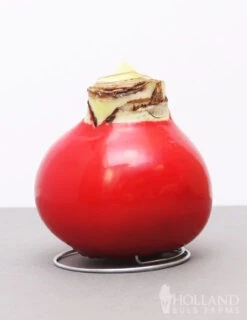 Menu Holiday Waxed Amaryllis Collection (3-Pack) -Gardening Series Store 92165 red wax base dipped in house