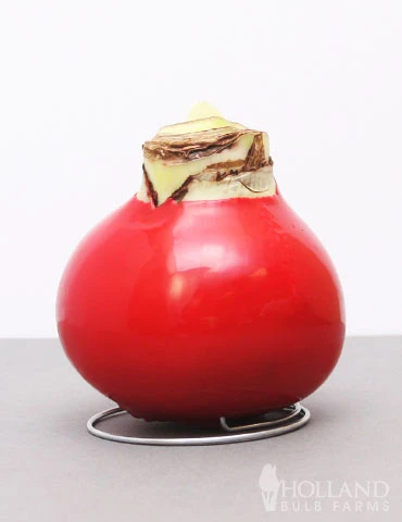 Menu American Spirit Waxed Amaryllis Collection 6 Menu American Spirit Waxed Amaryllis Collection - Image 4