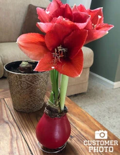 Menu Red Waxed Amaryllis Collection (3-Pack) -Gardening Series Store 92165 red wax base dipped in house 6 4