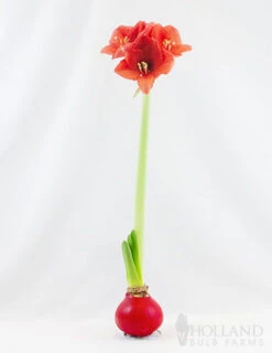 Menu Happiness Waxed Amaryllis -Gardening Series Store 92165 red wax base dipped in house with amaryllis 2 3
