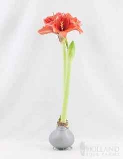 Menu Holiday Waxed Amaryllis Collection (3-Pack) -Gardening Series Store 92166 silver wax amaryllis 2