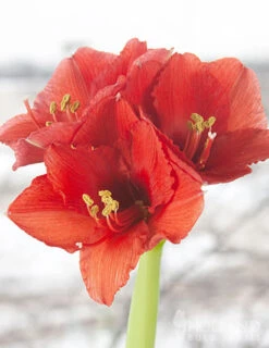 Menu Holiday Waxed Amaryllis Collection (3-Pack) -Gardening Series Store 92166 silver wax amaryllis 4