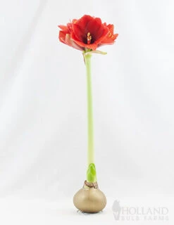 Menu Magic Waxed Amaryllis -Gardening Series Store 92167 gold wax amaryllis 2