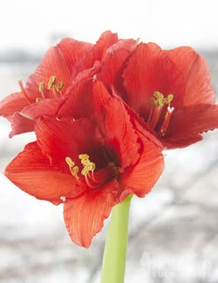 Menu Magic Waxed Amaryllis -Gardening Series Store 92167 gold wax amaryllis 4