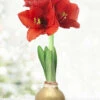 Menu Magic Waxed Amaryllis