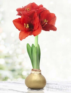Menu Magic Waxed Amaryllis