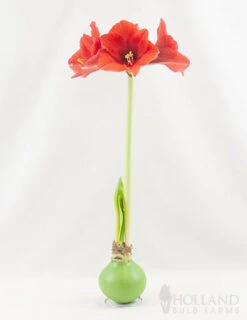 Menu Hope Waxed Amaryllis -Gardening Series Store 92168 green wax amaryllis 2