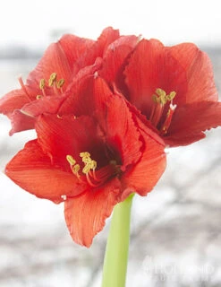 Menu Hope Waxed Amaryllis -Gardening Series Store 92168 green wax amaryllis 4