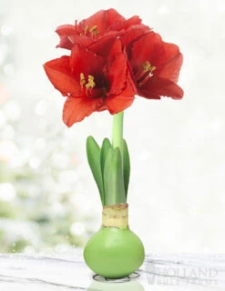 Menu Hope Waxed Amaryllis