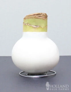 Menu Spring Waxed Amaryllis Collection (3-Pack) -Gardening Series Store 92169 white wax amaryllis2 1