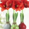Menu Holiday Waxed Amaryllis Collection (3-Pack) -Gardening Series Store 92170 wax amaryllis holiday collection 2