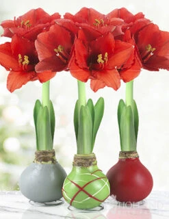 Menu Holiday Waxed Amaryllis Collection (3-Pack)