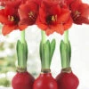 Menu Red Waxed Amaryllis Collection (3-Pack) -Gardening Series Store 92171 red wax amaryllis collection 2