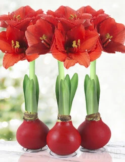 Menu Red Waxed Amaryllis Collection (3-Pack)