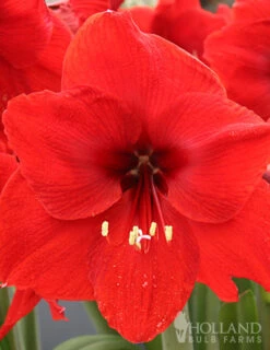 Menu Premium Red Lion Amaryllis Kit -Gardening Series Store 92172 red lion amaryllis