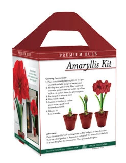 Menu Premium Red Lion Amaryllis Kit -Gardening Series Store 92172 red lion amaryllis box back