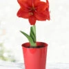 Menu Premium Red Lion Amaryllis Kit -Gardening Series Store 92172 red lion amaryllis kit 2