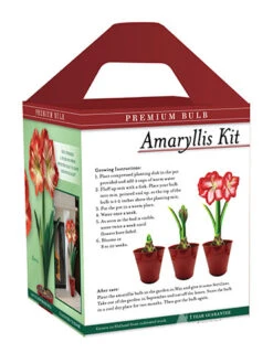 Menu Premium Minerva Amaryllis Gift Box Kit 9 Menu Premium Minerva Amaryllis Gift Box Kit -Gardening Series Store 92173 minerva amaryllis kit box back