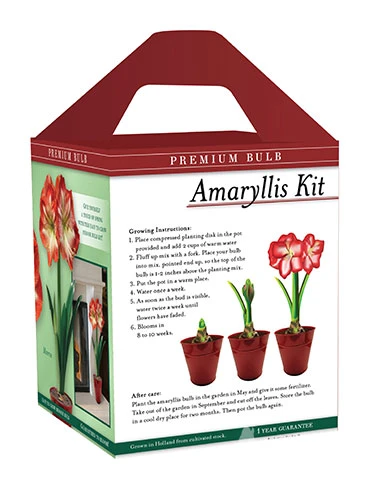 Menu Premium Minerva Amaryllis Gift Box Kit 6 Menu Premium Minerva Amaryllis Gift Box Kit - Image 4