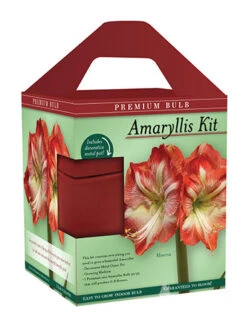 Menu Premium Minerva Amaryllis Gift Box Kit 8 Menu Premium Minerva Amaryllis Gift Box Kit -Gardening Series Store 92173 minerva amaryllis kit box front