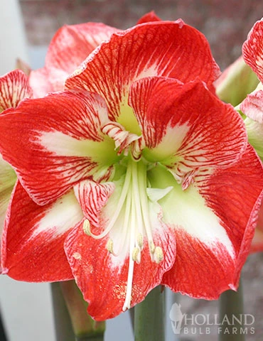 Menu Premium Minerva Amaryllis Gift Box Kit 4 Menu Premium Minerva Amaryllis Gift Box Kit - Image 2