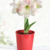 Menu Premium Charming Amaryllis Gift Kit -Gardening Series Store 92174 charming amaryllis kit 2
