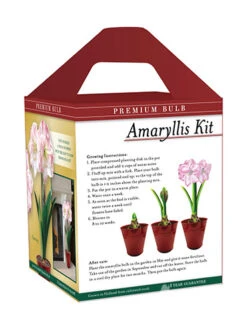 Menu Premium Charming Amaryllis Gift Kit -Gardening Series Store 92174 charming amaryllis kit box back